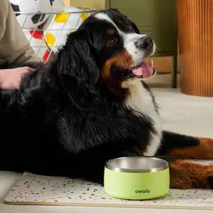 A black dog sitting beside a gray Owala Pet Bowl