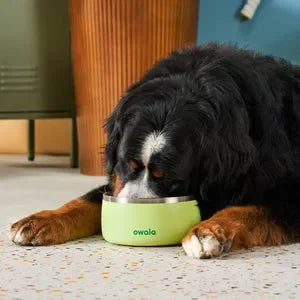 A large dog eating out of an Owala Pet Bowl